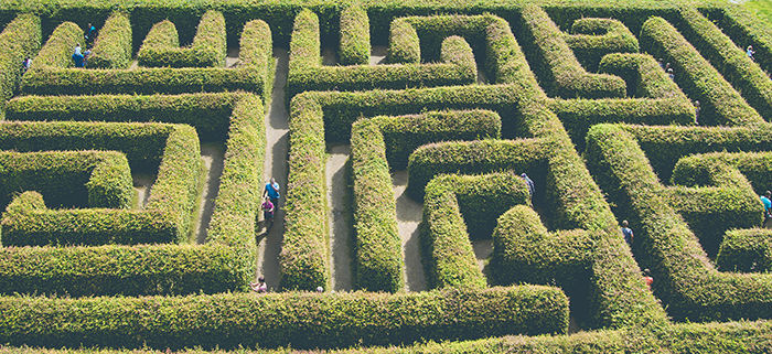People walking through a hedge maze