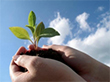 Sapling in hands