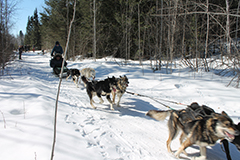 ​Warehouse Project dog sledding